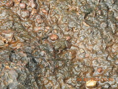 Uperodon taprobanicus