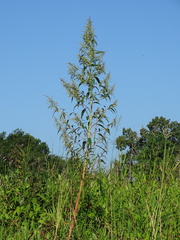 Rumex verticillatus