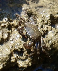 Pachygrapsus marmoratus