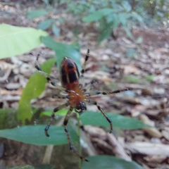 Alpaida veniliae