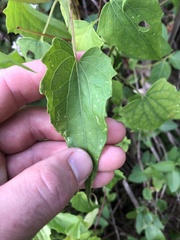 Mikania scandens