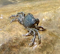 Pachygrapsus marmoratus