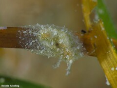 Petalifera petalifera