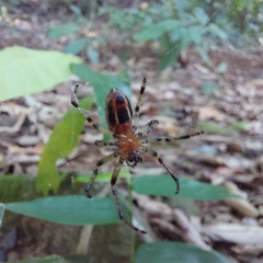 Alpaida veniliae