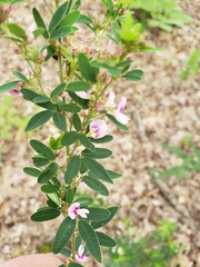 Lespedeza virginica