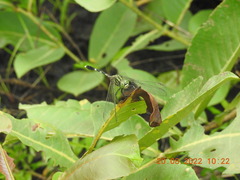 Orthetrum sabina