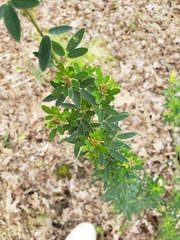 Lespedeza virginica