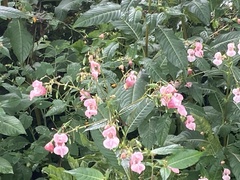 Impatiens glandulifera