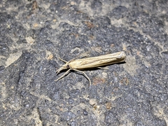 Agriphila vulgivagellus