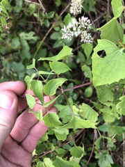 Mikania scandens