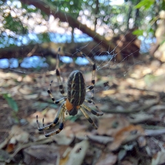 Alpaida veniliae