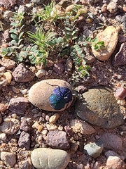 Cysteodemus wislizeni