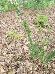 Lespedeza virginica