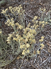 Pseudognaphalium stramineum