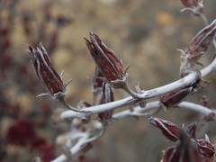 Dudleya pulverulenta