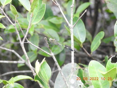Orthetrum sabina