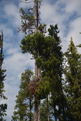 Arceuthobium americanum