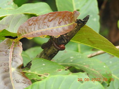 Trigoniulus corallinus