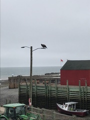 Haliaeetus leucocephalus washingtoniensis