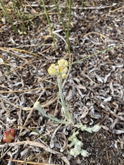 Pseudognaphalium stramineum