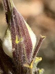 Cordylanthus pilosus pilosus