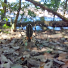 Alpaida veniliae