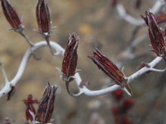 Dudleya pulverulenta