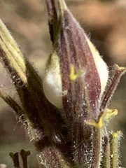 Cordylanthus pilosus pilosus