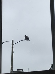 Haliaeetus leucocephalus washingtoniensis