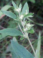 Axyris amaranthoides