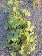 Xanthium strumarium