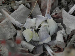 Dudleya pulverulenta