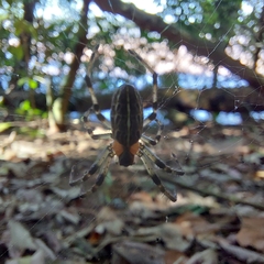 Alpaida veniliae