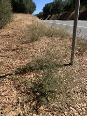 Cordylanthus pilosus pilosus