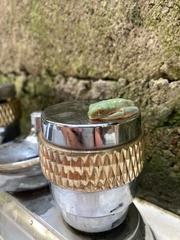 Agalychnis moreletii