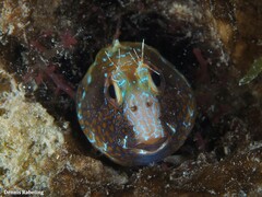 Parablennius goreensis