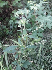 Axyris amaranthoides