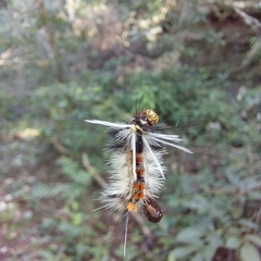 Phaegopterina