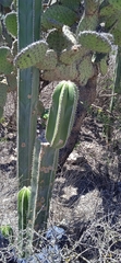 Lophocereus marginatus