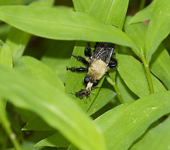 Laphria flavicollis