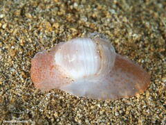 Notocochlis dillwynii