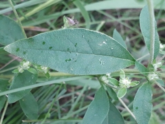 Axyris amaranthoides