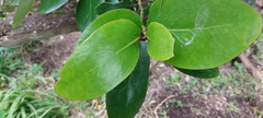Griselinia lucida