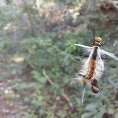 Phaegopterina