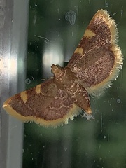 Hypsopygia