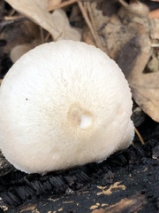 Pluteus