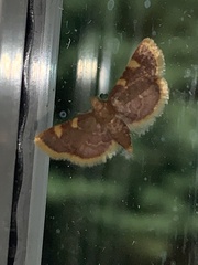 Hypsopygia