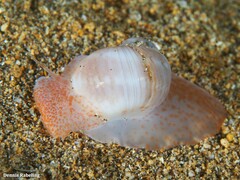 Notocochlis dillwynii