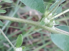 Axyris amaranthoides