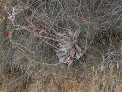 Dudleya pulverulenta
